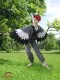 woodpecker R 0174 - image 2