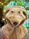 Dog R 0228 - image 5