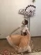 Stage costume P 0543 - image 3